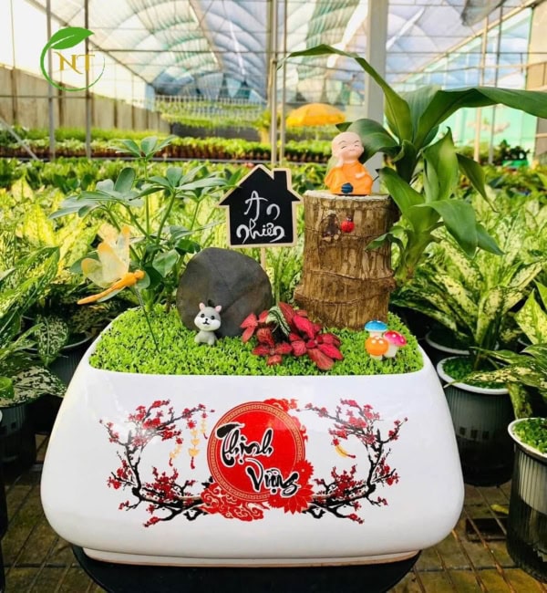 Chậu cây Tiểu cảnh thiết mộc lan "Thịnh vượng"
