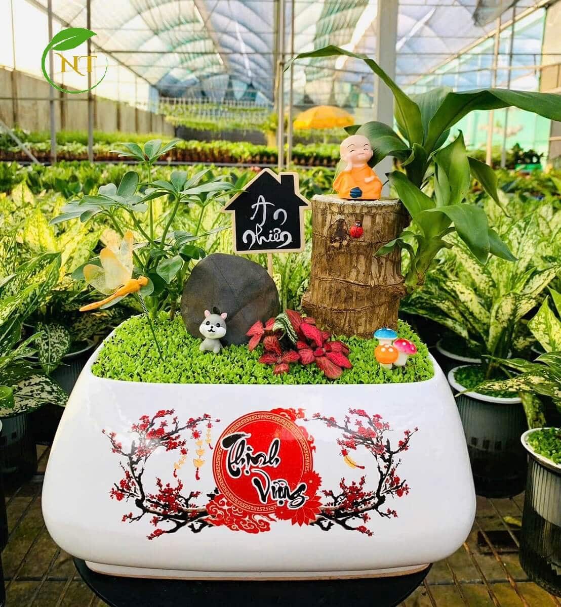 Chậu cây Tiểu cảnh thiết mộc lan "Thịnh vượng"