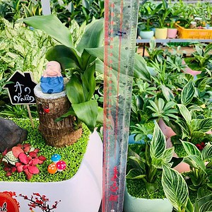 Chậu cây Tiểu cảnh thiết mộc lan 