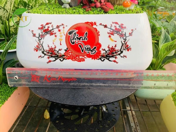 Chậu cây Tiểu cảnh thiết mộc lan "Thịnh vượng"