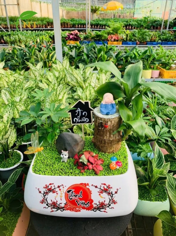Chậu cây Tiểu cảnh thiết mộc lan "Thịnh vượng"
