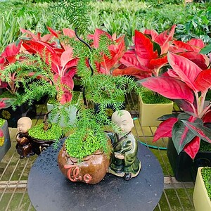 Chậu cây Tùng xương cá Chú tiểu nền cỏ