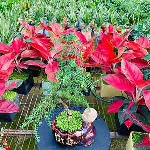 Chậu cây Tùng xương cá Chú tiểu nền cỏ