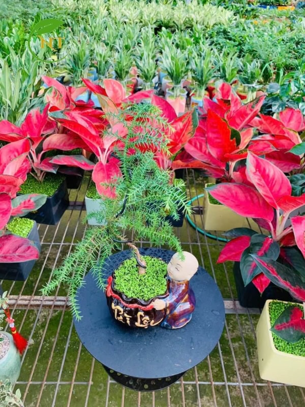 Chậu cây Tùng xương cá Chú tiểu nền cỏ