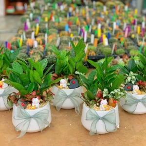 Chậu cây Kim tiền