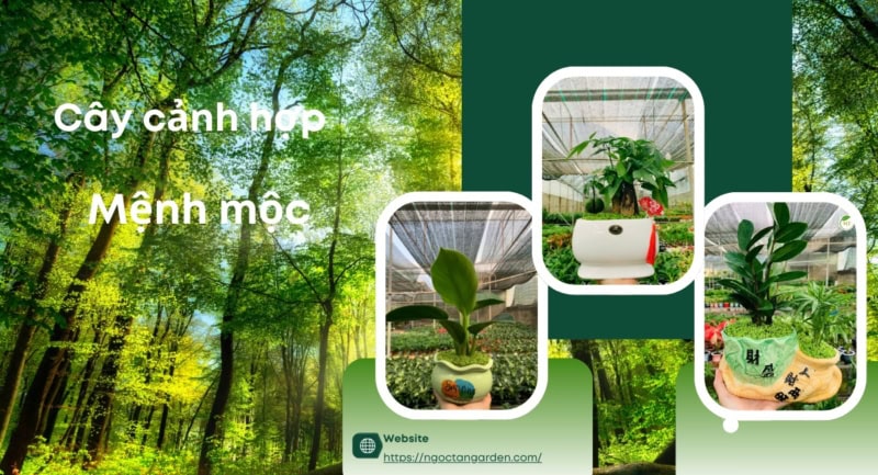 Mệnh mộc hợp cây gì