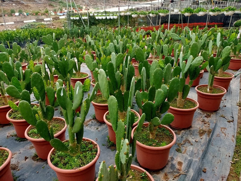 Nhân giống cây Xương rồng tai thỏ