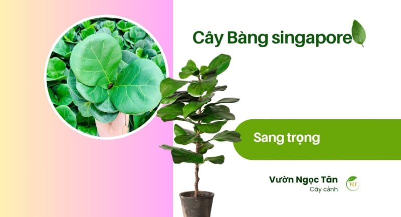 Cây bàng Singapore