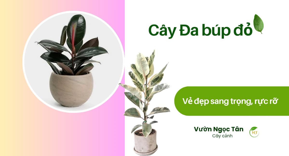 Cây đa búp đỏ