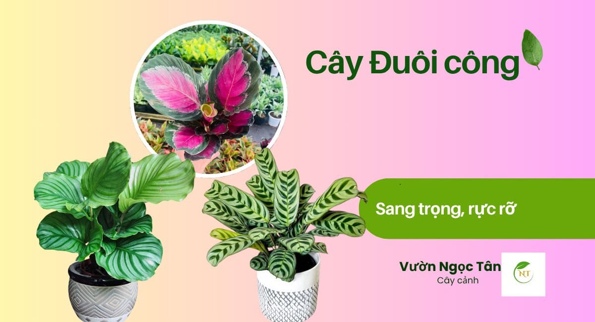 Cây Đuôi Công rực rỡ