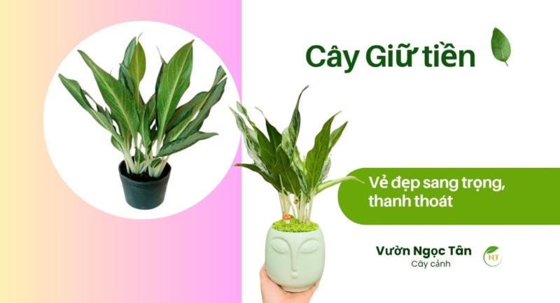 Cây Giữ tiền