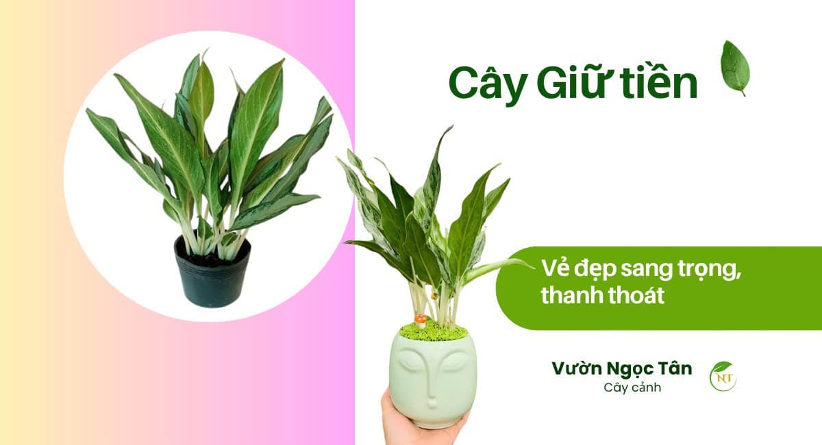 Cây Giữ tiền