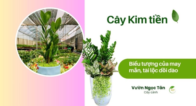 cây kim tiền