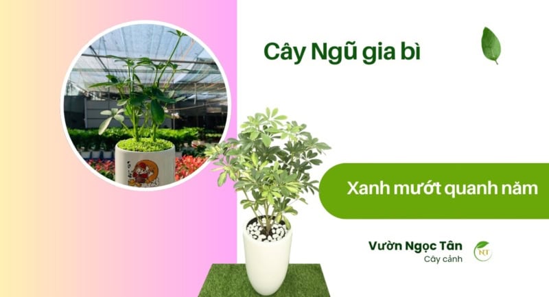 Cây ngũ gia bì