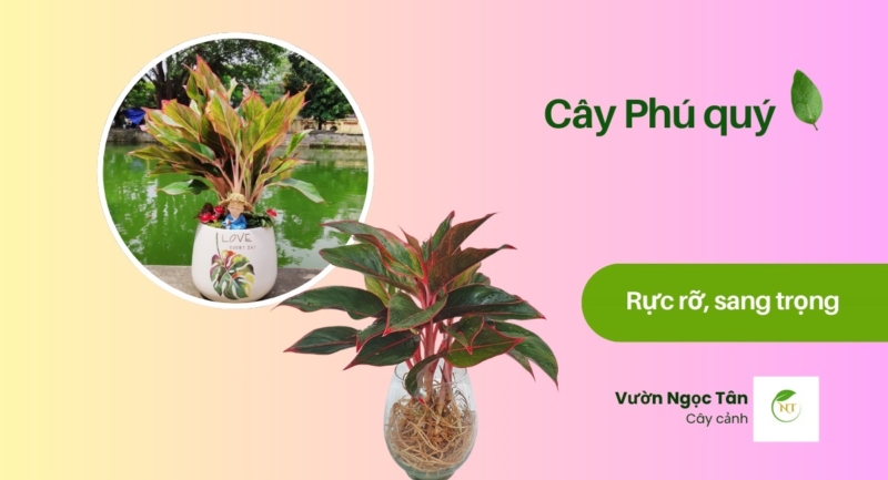cây Phú quý