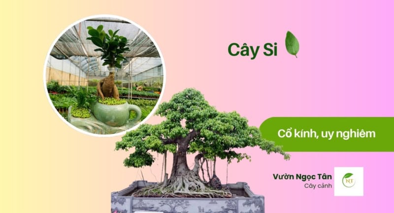 cây si
