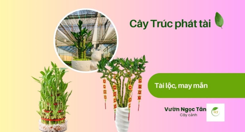 cây trúc phát tài