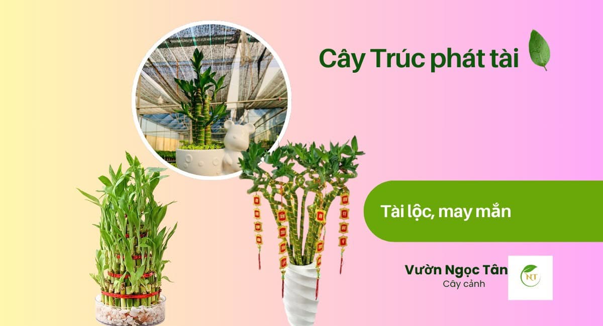 cây trúc phát tài
