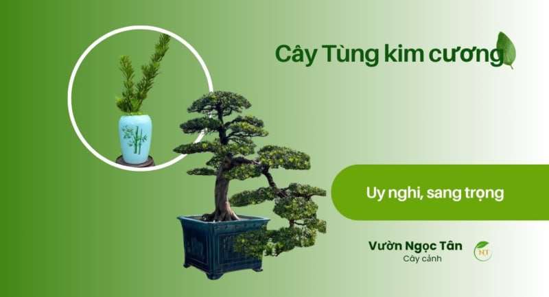 Cây Tùng kim cương