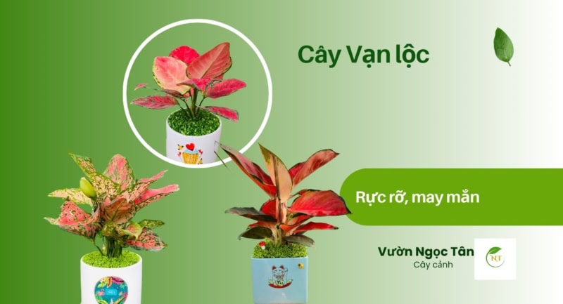 Cây Vạn lộc