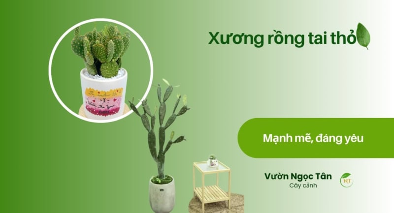 Cây Xương rồng tai thỏ