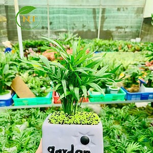Chậu cây Cau tiểu trâm thú vuông nền cỏ
