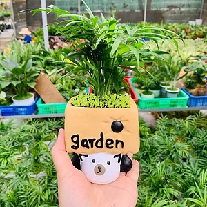 Chậu cây Cau tiểu trâm thú vuông nền cỏ
