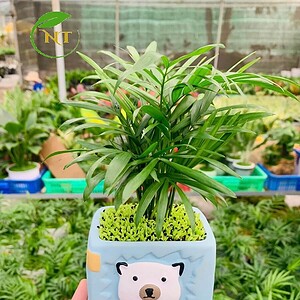 Chậu cây Cau tiểu trâm thú vuông nền cỏ