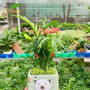 Chậu cây Cau tiểu trâm thú vuông nền cỏ