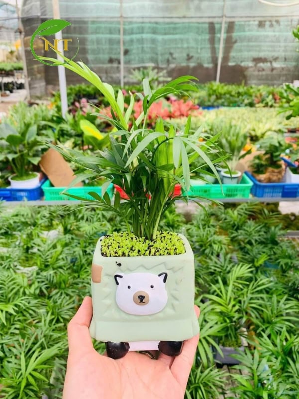 Chậu cây Cau tiểu trâm thú vuông nền cỏ