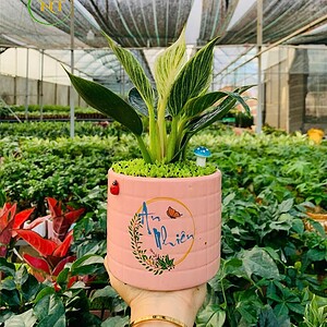 Chậu cây Đế vương Kim cương cao sọc vuông hoa văn nền cỏ