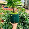 Chậu cây Kim ngân 3 thân quả lê ngọc bích nền cỏ