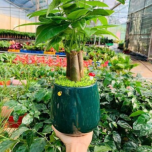 Chậu cây Kim ngân 3 thân quả lê ngọc bích nền cỏ