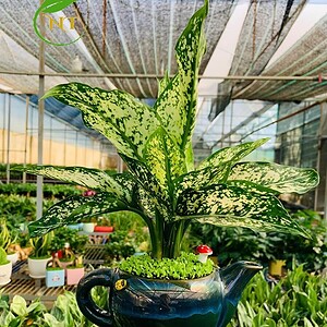 Chậu cây Ngọc ngân ấm trà đơn ngọc bích nền cỏ