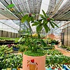 Chậu cây Ngũ gia bì trụ cao hoa văn nền cỏ