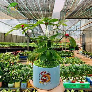 Chậu cây Ngũ gia bì trụ cao hoa văn nền cỏ
