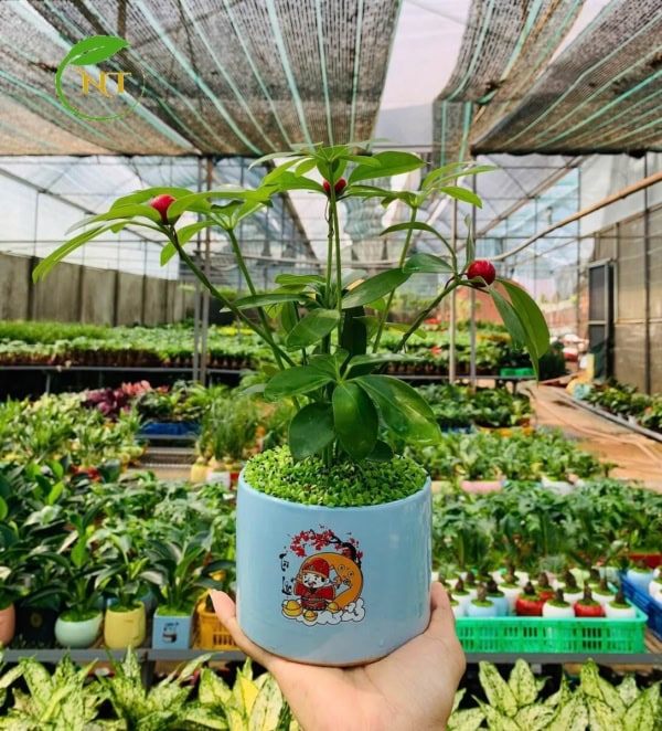 Chậu cây Ngũ gia bì trụ cao hoa văn nền cỏ