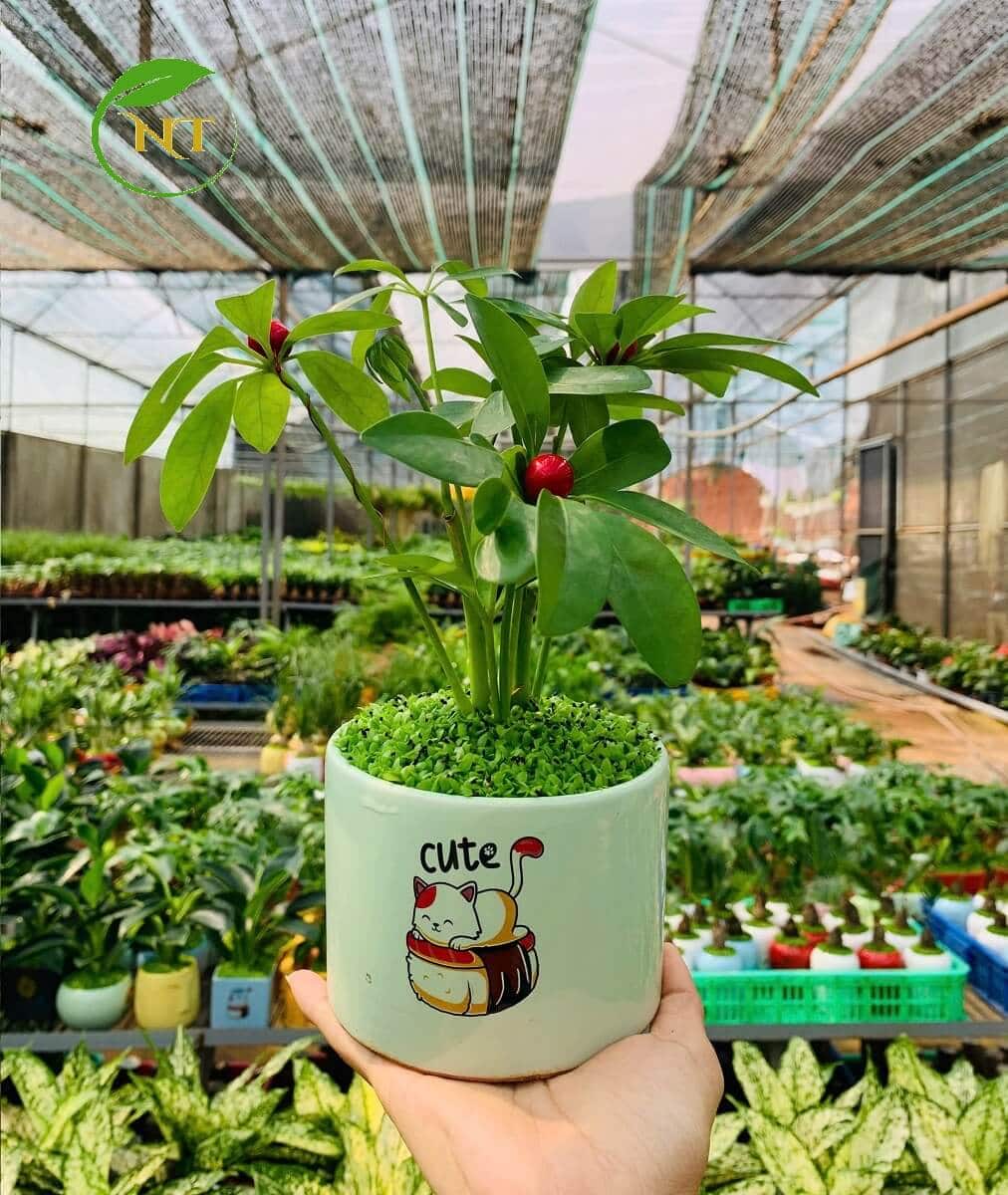 Chậu cây Ngũ gia bì trụ cao hoa văn nền cỏ