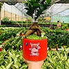 Chậu cây Si bonsai trụ cao hoa văn nền cỏ