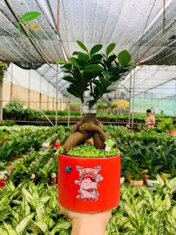 Chậu cây Si bonsai trụ cao hoa văn nền cỏ