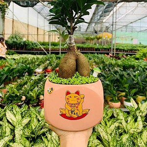 Chậu cây Si bonsai trụ lùn hoa văn nền cỏ
