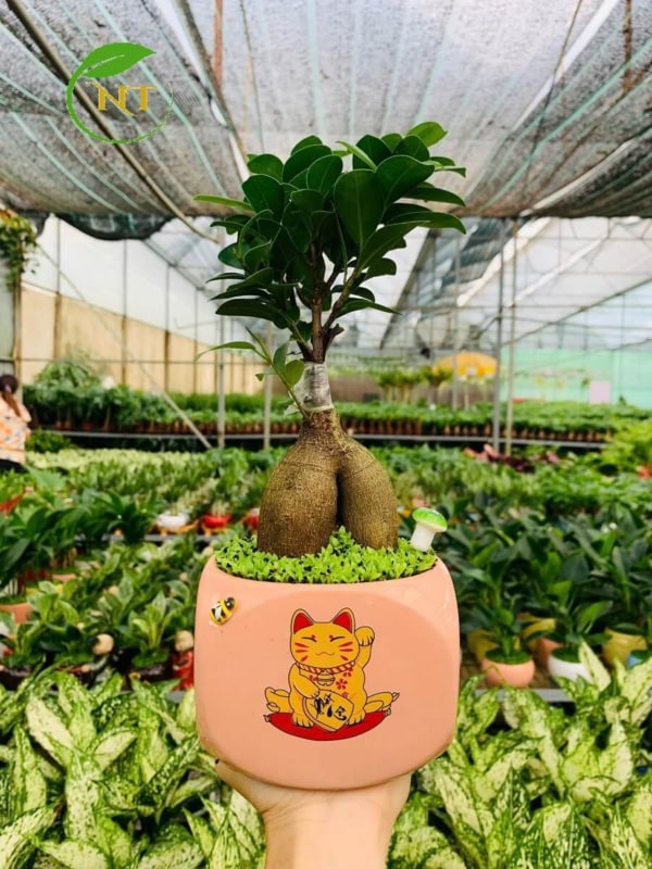 Chậu cây Si bonsai trụ lùn hoa văn nền cỏ