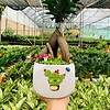Chậu cây Si bonsai trụ lùn hoa văn nền cỏ