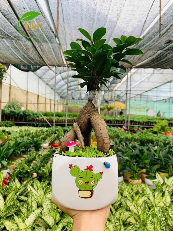 Chậu cây Si bonsai trụ lùn hoa văn nền cỏ