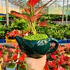 Chậu cây Vạn lộc thái Ấm trà đơn ngọc bích nền cỏ