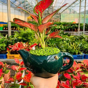 Chậu cây Vạn lộc thái Ấm trà đơn ngọc bích nền cỏ