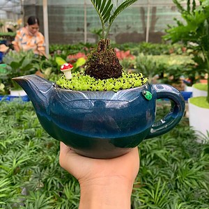 Chậu Cây vạn tuế ấm trà đơn ngọc bích nền cỏ