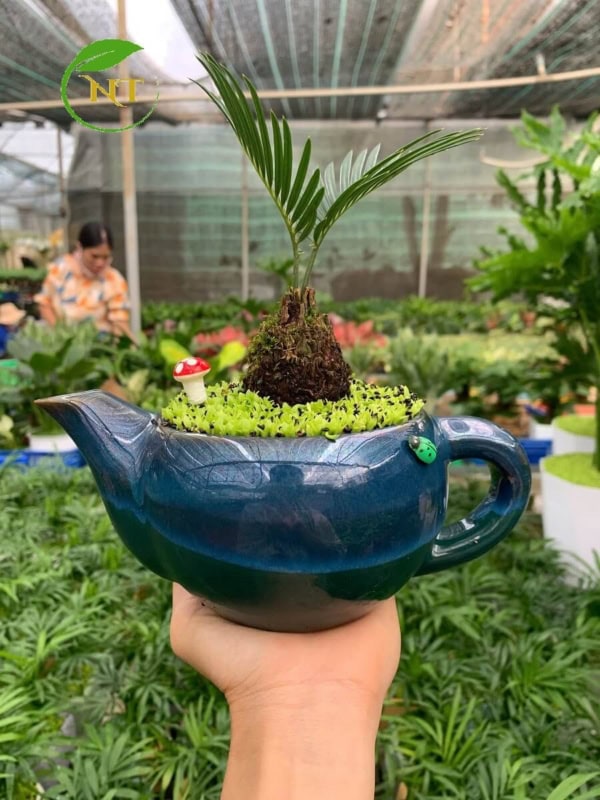 Chậu Cây vạn tuế ấm trà đơn ngọc bích nền cỏ