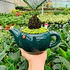 Chậu Cây vạn tuế ấm trà đơn ngọc bích nền cỏ