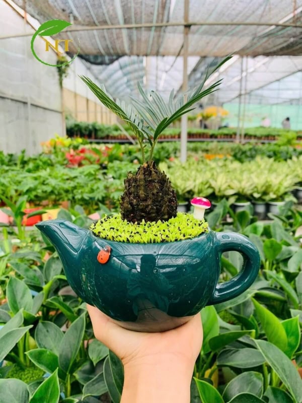 Chậu Cây vạn tuế ấm trà đơn ngọc bích nền cỏ